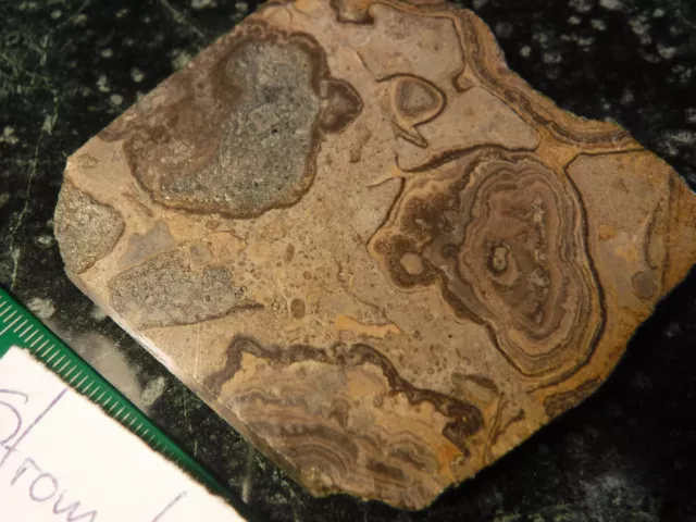 ST01 Fossil Scottish Stromatolite 331-337 million yrs old Carboniferous-Oncolite