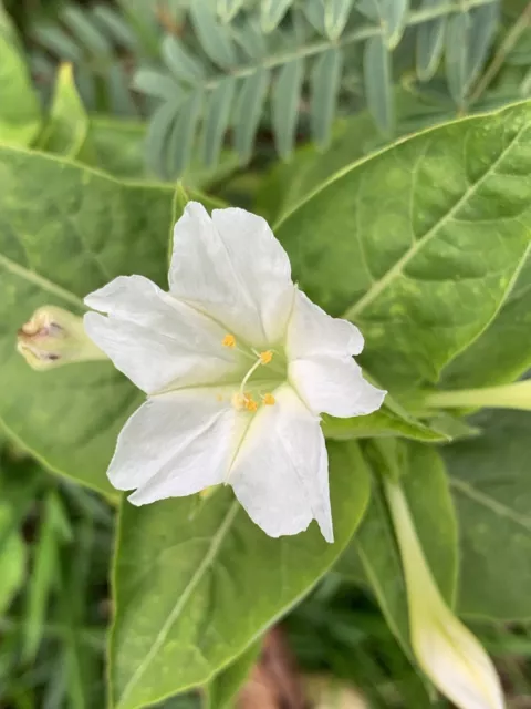 100 Graines *Tabac D'ornement Nicotiana Sylvestris Zero Phyto