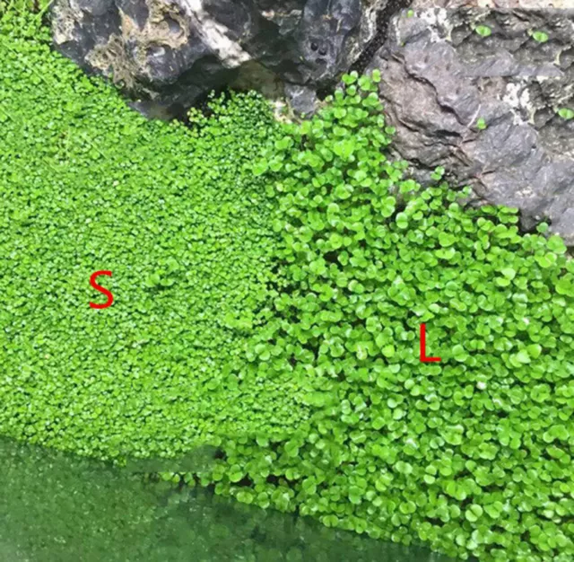 NEW LIVE AQUARIUM PLANT Seeds Fish Tank Water Grass Ground Covering Plants 3