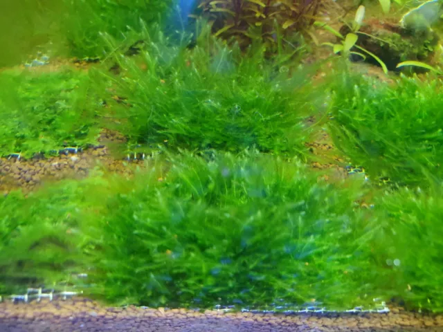 Peacock Moss 5 X 5cm Mesh Live Aquarium Plant Fish/shrimp Tank/Aquascape TRUE