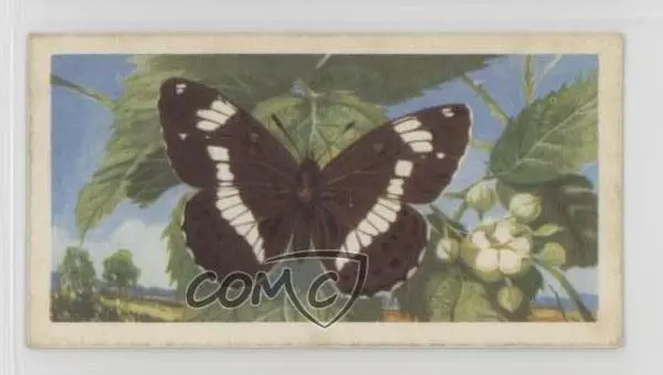 1963 Brooke Bond British Butterflies Tea White Admiral #27 0y5