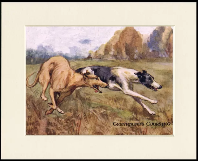 Greyhound Dogs Coursing Lovely Dog Print Mounted Ready To Frame