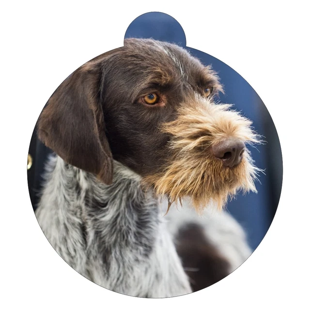 Puntatore tedesco a pelo filo razza cane immagine etichetta identificativa animale domestico
