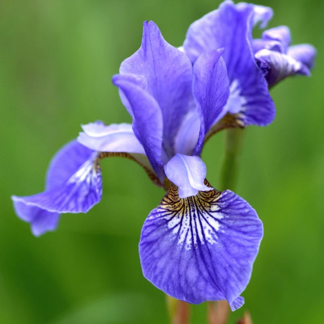 siberian iris divisions 6" potted