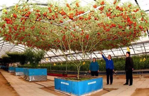 Albero Gigante Di Pomodoro - Tomato Giant Tree, 25 Semi Prezzo Speciale+Omaggio 3