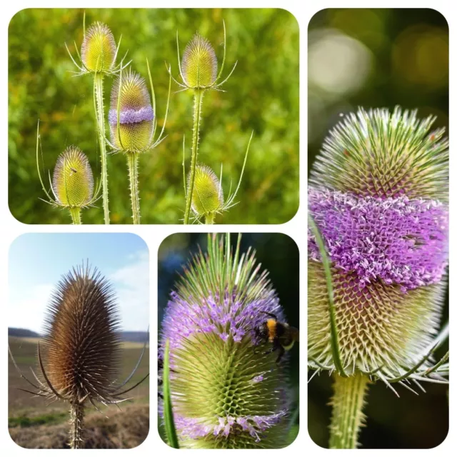 Wilde Karde Dipsacus fullonum Borreliose natürlich heilen Vogel- und Hummelbar