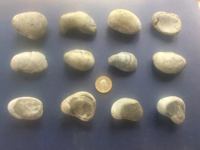 Joblot 12 Rock Fossils Yorkshire Coast Jurassic Gryphaea Arcuate Devils Toenail