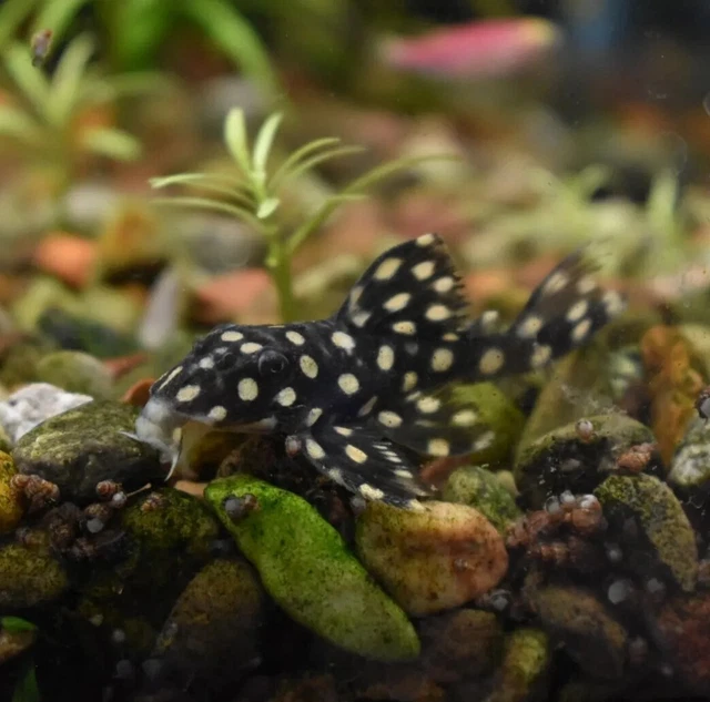 Live Snowball Inspector Pleco L102 (2" Tropical Aquarium Fish) *PLS READ DESCR*