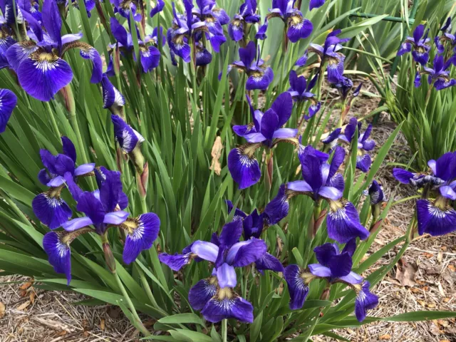 Siberian IRIS Ceasar's Brother Bright Purple Perennial 12 live plants bare roots
