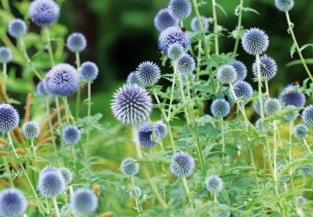 Lot de 20 graines Echinops, chardon bleu, boule azurée (Bio et Reproductible)