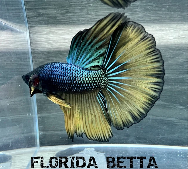 Live Betta Fish GREEN  MUSTARD GAS HALFMOON (HMPK MALE)-USA Seller B349