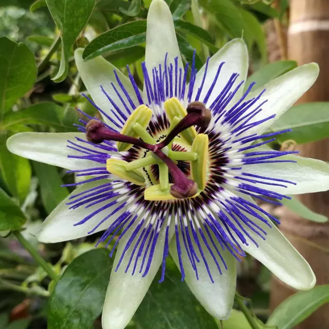 Passiflora caerulea - Passion Flower, Plant in 9cm Pot on a Cane