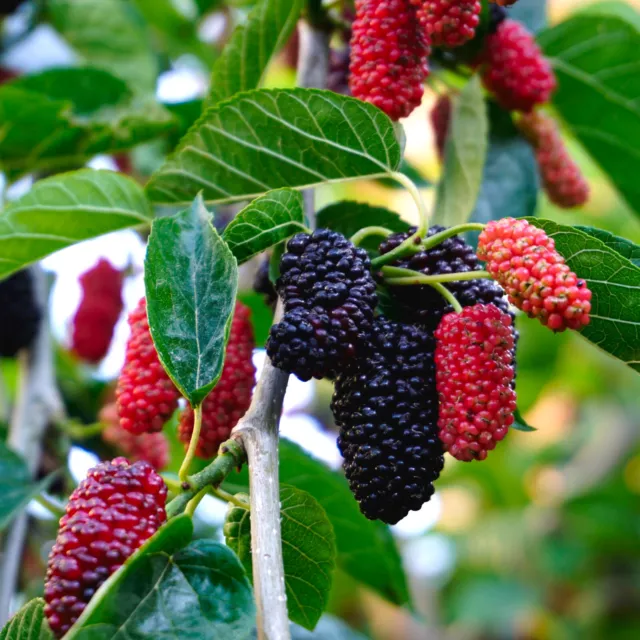 Mulberry Mojo Berry in 9cm Pot - Morus rotundiloba - Compact Dwarf Fruit Plant