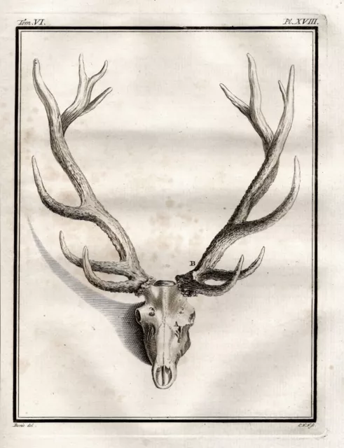 deer Hirsch cerf Reh Geweih antlers Damhirsch Kupferstich engraving Buffon 1780