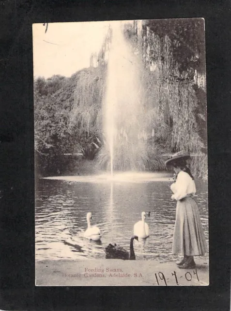B2941 Australia SA Adelaide Botanic Gardens Swans pu1907 vintage postcard