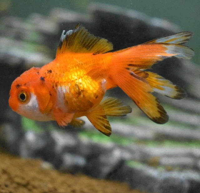 Live Oranda Fancy Goldfish (1.5-2" Freshwater Aquarium Fish)  *PLS READ DESCR* 2