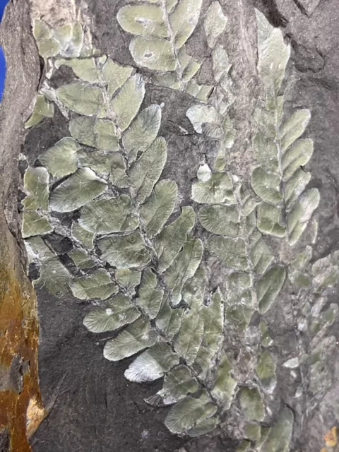 Carboniferous green Neuropteris, Fossil, Fossilien, Karbon, plant, Farn, Farn