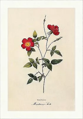 Monatsrosen Sorte Rosa Chinensis Semperflorens Koehne Month Mensuel Redoute 190