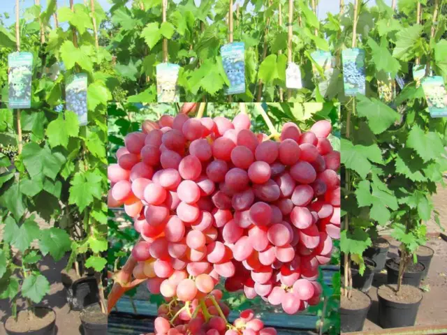 Vitis vinifera  Einset Seedless kernlos Weinrebe Tafeltraube Weintraube Winzer