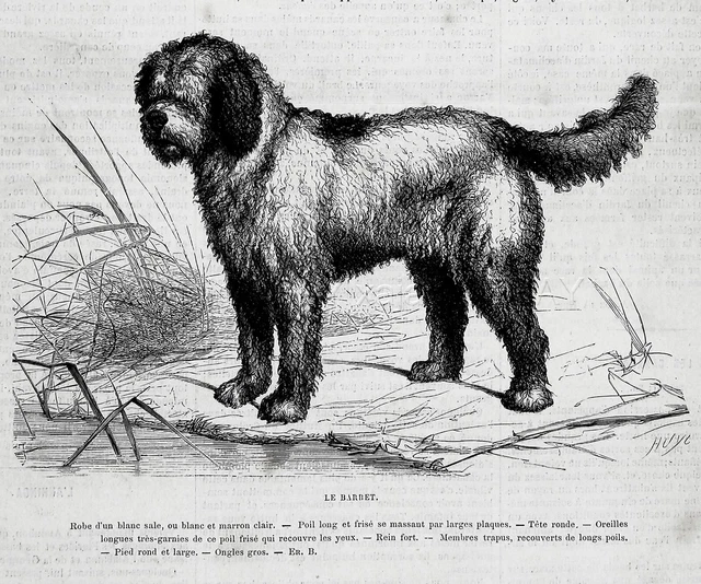 Dog Barbet French Water Dog, Breed Description, 1870s Antique Print & Article