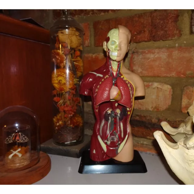 Vintage Human Torso Model w/ detachable Heart Lungs oddity curiosity anatomy