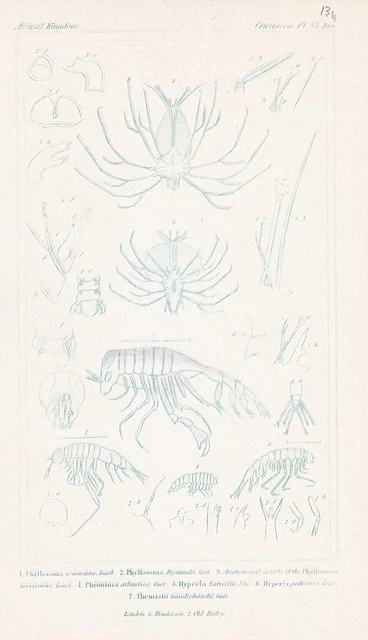 Crustacés gravure Banque d'images vectorielles - Alamy