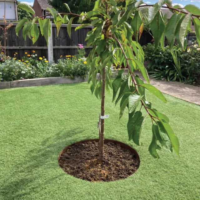 Garden Tree Rings | 3 Sizes: 600mm, 900mm, 1200mm | Variety of Colours 3