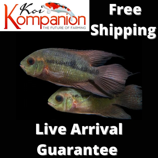 3/5/10X Chocolate (Emerald) Cichlid Freshwater Koi Kompanion Free Shipping