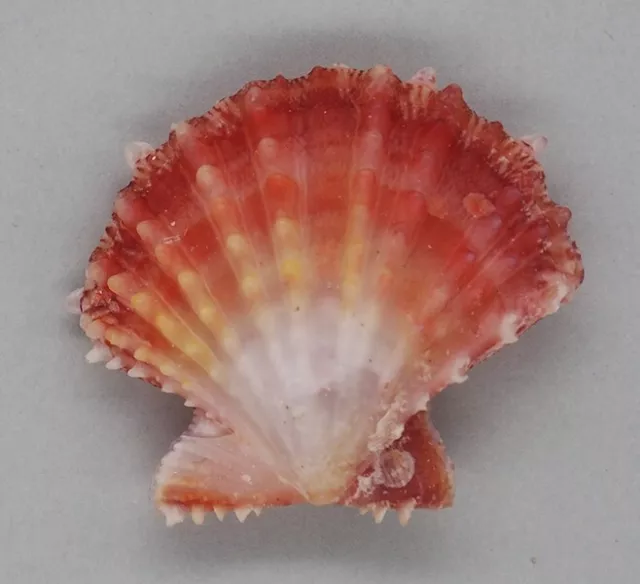 Coquillage de collection : Mirapecten rastellum (37 mm - F+++)