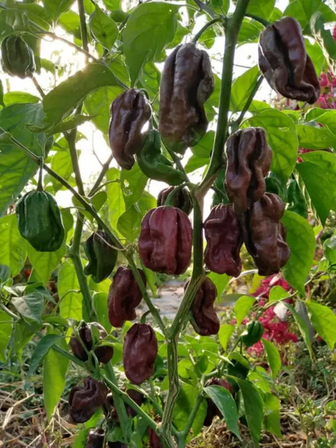 25 Graines de Piment Habanero Chocolate