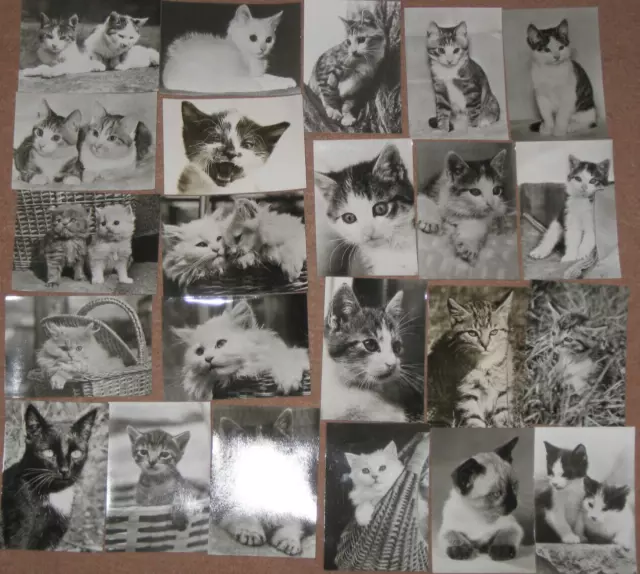 23 Motivkarten AK Ansichtskarten Katzen Katzenrassen 1970-1980 DDR Echt Foto neu