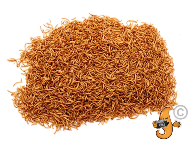 6.3Kg High Quality Chubby Dried Mealworms for Wild Birds etc. Better Value 5Kg