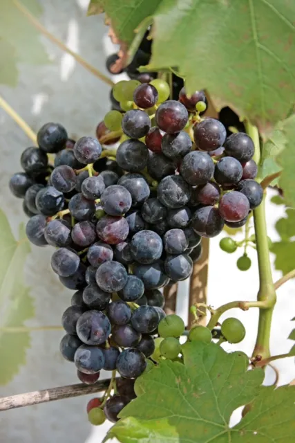 Vitis vinifera Dornfelder Weinrebe Tafeltraube Wein Weintraube Top Winzersorten