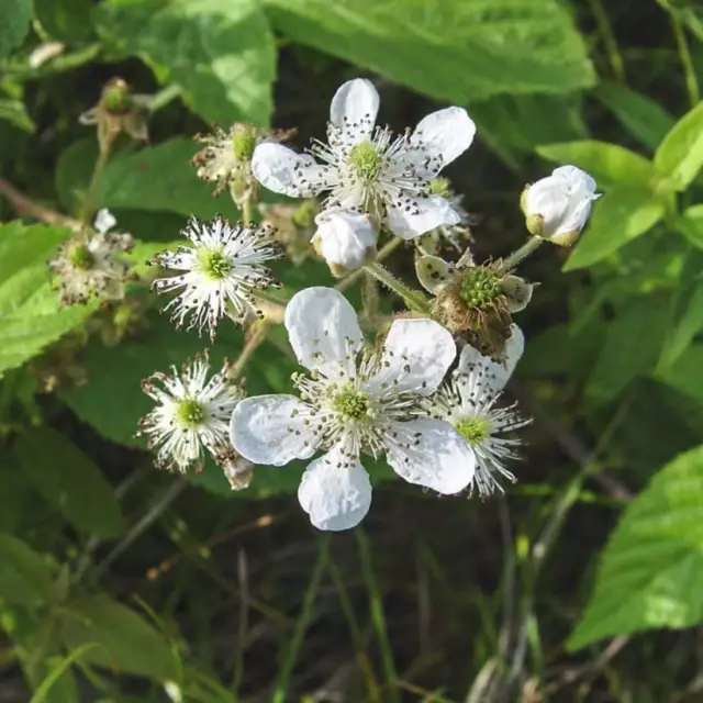 BLACKBERRY Erba sfusa BIOLOGICA essiccata a foglie, Rubus sp diversa Folia 2