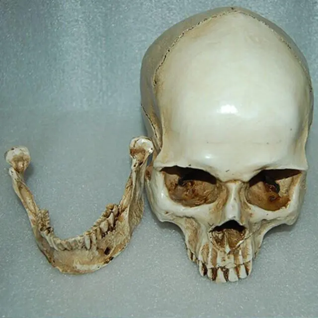 Magideal Lifesize 1:1human Skull Replica Resin Model Anatomical Medical Skeleton