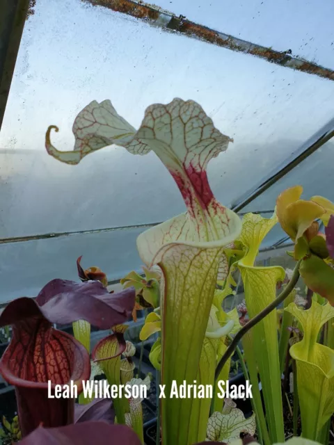 Sarracenia Seed  (LEAH WILKERSON X ADRIAN SLACK) VERY TALL X LILITH