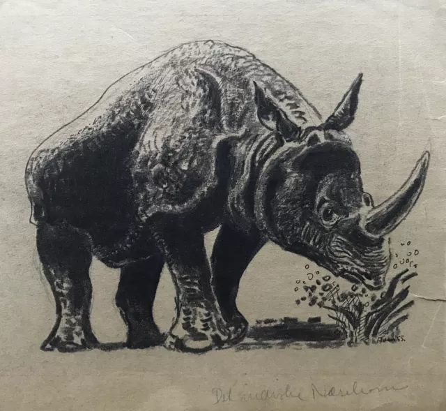 Karl Adser 1912-1995 Indisches Nashorn Rhinoceros unicornis Indien Nepal Zoo
