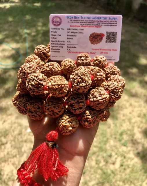 LAB CERTIFIÉ 5 Mukhi RUDRAKSHA Rudraksh Mala CHAPELET 54+1 Grosses Perles...