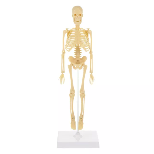 Educational Human Skeleton Model for Anatomy Studies and Medical Training