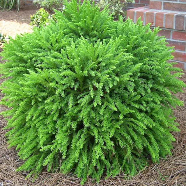 1 Planta Por Cryptomeria Japonica Nana Planta en Florero 26CM Blanda