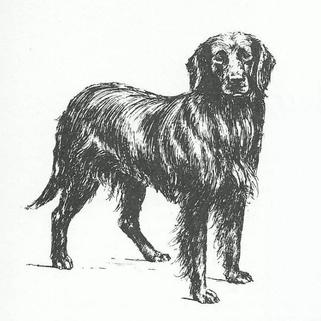 Flat Coated Retriever #1 - CUSTOM MATTED - 1963 Vintage Dog Art Print 0507 CLD