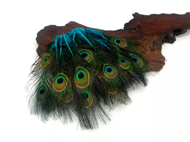 10 Pieces - Mini Natural Peacock Tail Body Feathers 3-6 Long