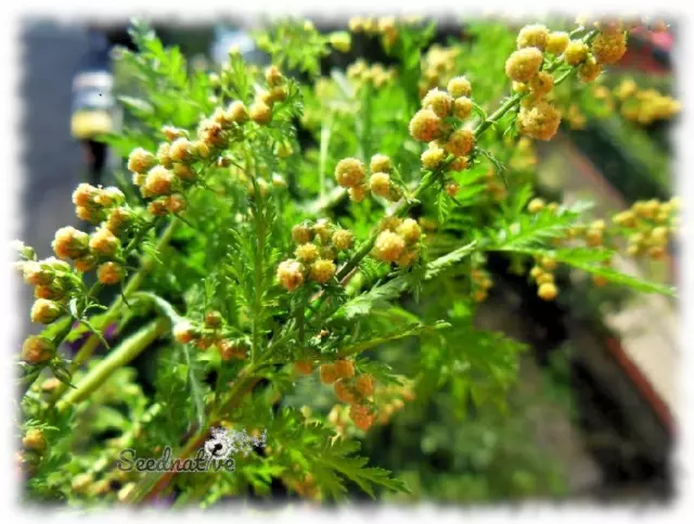 Artemisia annua - Ajenjo dulce - 1000 semillas - Seeds - Graines - Semi - Bio