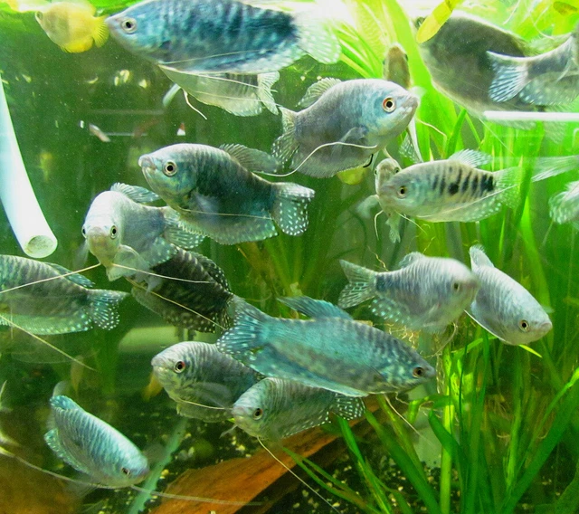 Opaline Gourami LIVE FISH Read Description