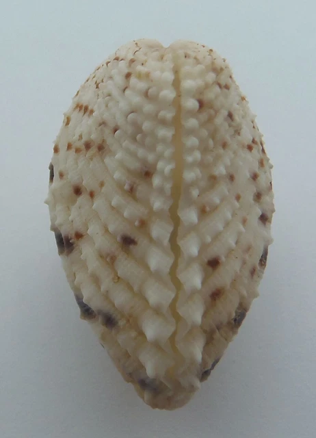Conchas artesanales Cardita Almejas Cardita variegata Marineros San Valentín