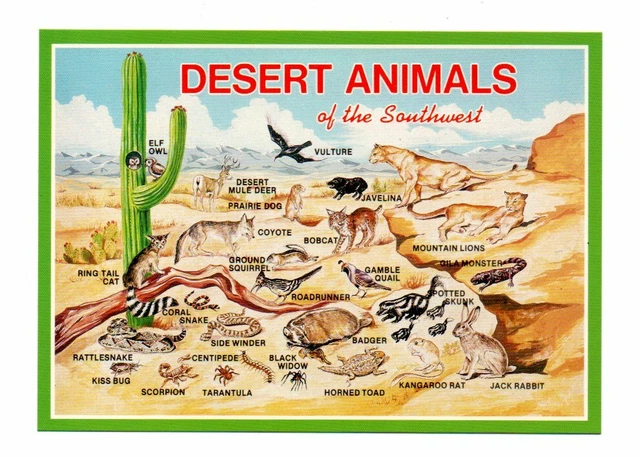 USA: DESERT ANIMALS of the Southwest (21-576) EUR 2,00 - PicClick FR USA: DESERT ANIMALS of the Southwest (21-576) EUR 2,00 - PicClick FR