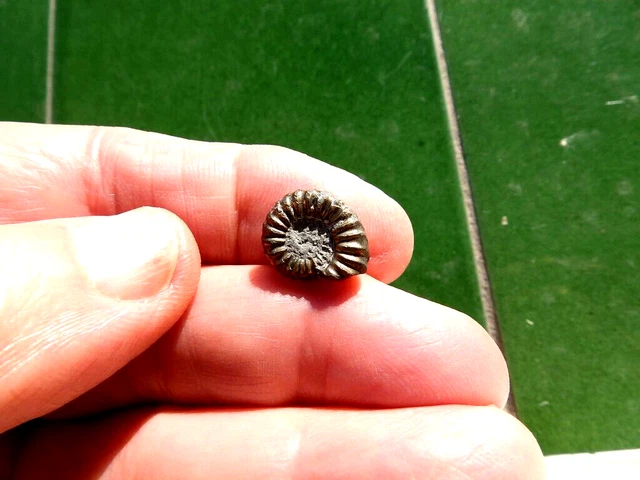 Fosiles Ammonite " Bonito Promicroceras  Pirit. Charmouth (Inglaterra) - 12D22 "