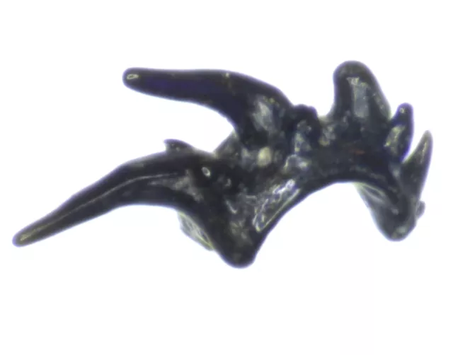 Rare Silurian Gnathostomes fossil fish tooth.