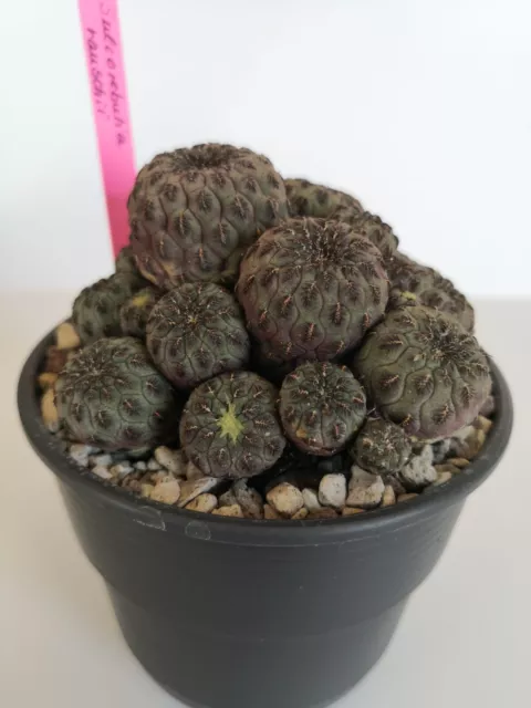 Sulcorebutia rauschii Kaktus selten!! wunderschöne große Gruppe!!!!