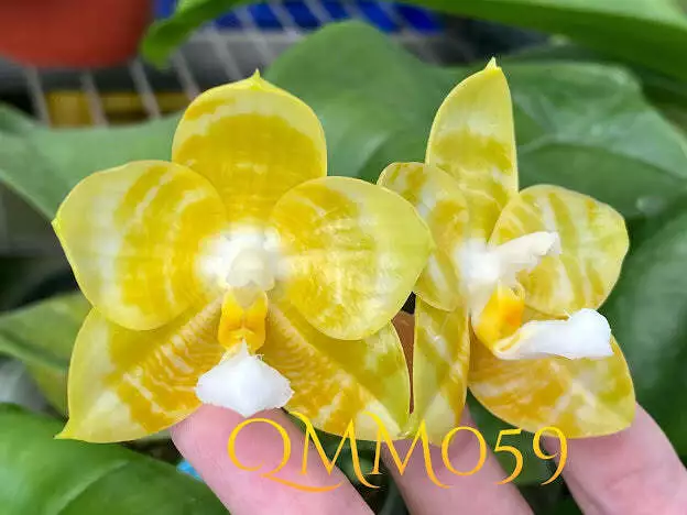 QMM059: Phal. Yaphon Love SONG 'Yellow #2'